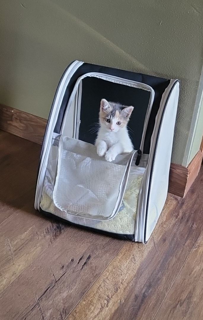 Jamie Trustee Kitten